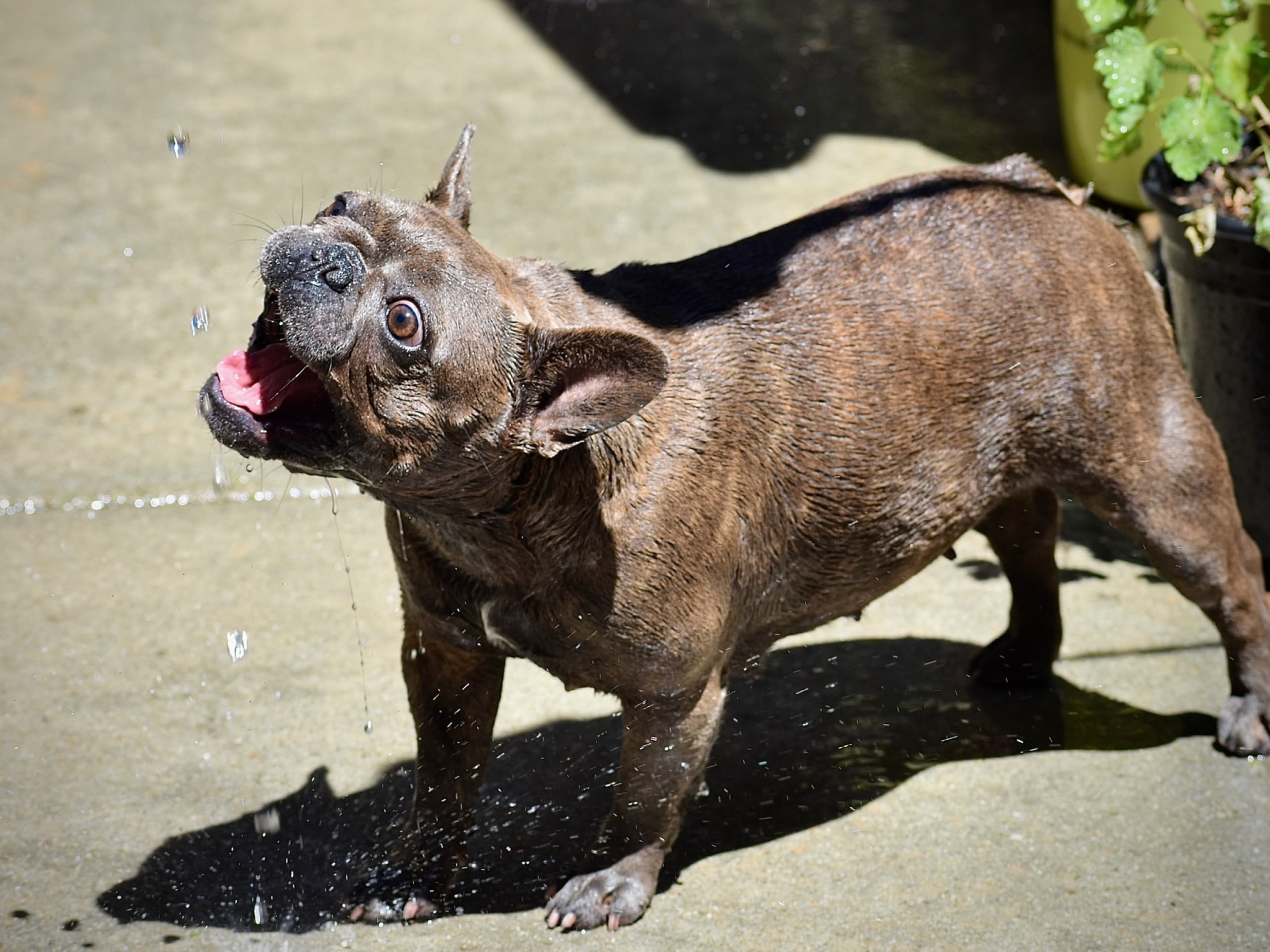 Why Is My Dog So Thirsty At Night
